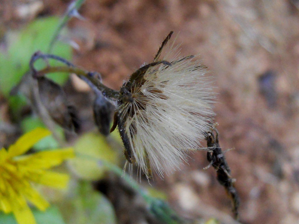 Hieracium sp. (Asteraceae)